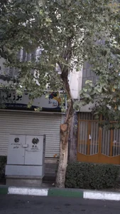 لوازم ورزشی برزیل 2
