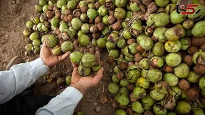 خانه علی اکبر حسن زاده (اپو)