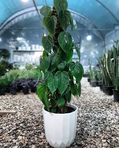 گلخانه کلبه سبز اهواز