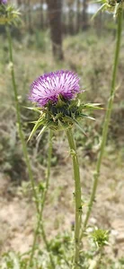 File:گیاه کنگر در آبپخش.jpg - Wikimedia Commons