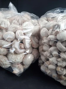 پخش قارچ زرین چتر