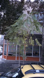 مشاور املاک چشمه علی