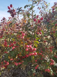 روستای توتاخانه