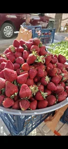 میوه فروشی امیر