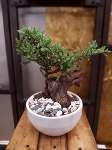 گل مشکات 3