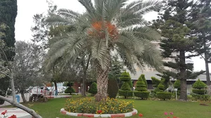 مهمانسرا بانک ملی