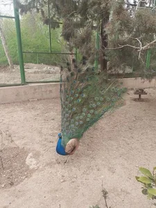 باغ پرندگان 2