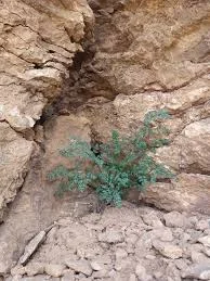 پیراسفنه - نسل جدیدی از کوهنوردها شکل گرفته حالا دیگه همه برای چیدن گیاهان  دارویی و خوراکی عازم کوه و دشت می شوند. کار خوبیه اما خواهش می کنم از ریشه  درنیاورید،