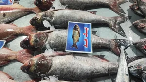 ماهی سرای سید مجید غرفه 35 3