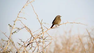 شهرستان لارستان