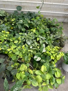 گلخانه گیاهان آپارتمانی آندیس 4