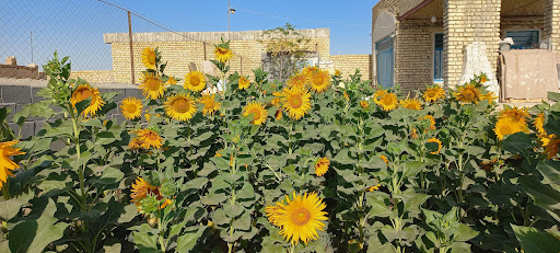 دشت بهشتی بیدگل