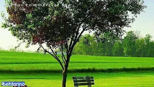 رستوران ایرانی کترینگ مام بیگی  2