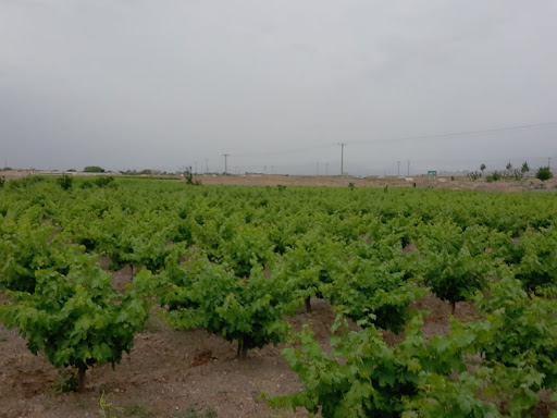 باغ و گلخانه مهدی شهابی