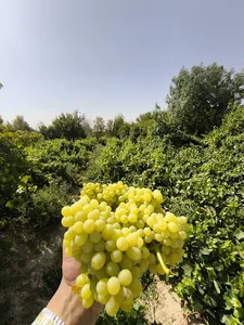 باغپل فراه