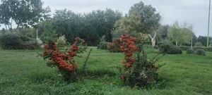 فضای سبز