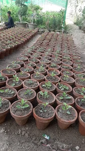 Evergreen nursery Mansehra