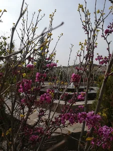 باغ ارغوان سازمان نظام مهندسی