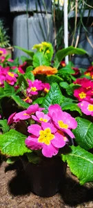 گلخانه آی گل