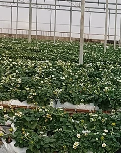 مجموعه گلخانه زیبای الینا