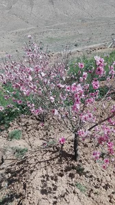 باغ حسین