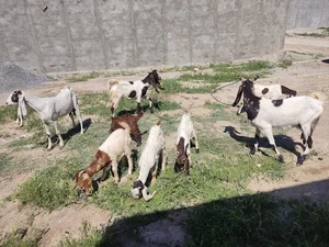 دامداری فرجی