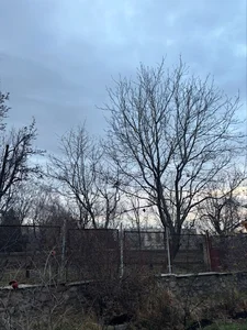 باغ کسری