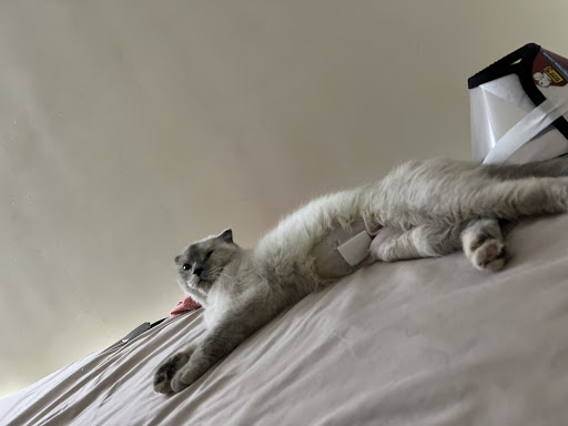 کلینیک دامپزشکی رستا