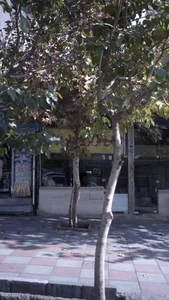 نان بربری طوقانی 3