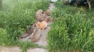 پارک بهار 2
