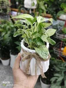 گلفروشی گل بوته 5