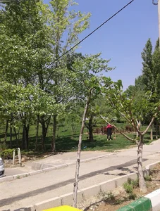 بوستان آرام