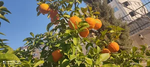 پارک محله غدیر