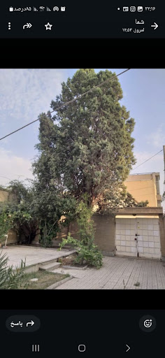 کافی نت510