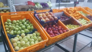 سوپر میوه زیتون 3