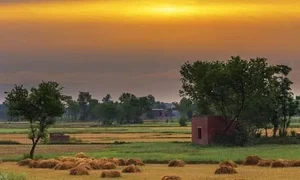 ورمی کمپوست ویشکا VISHKA vermicompost