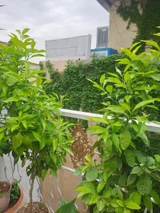 پیمانکاری کیان 2