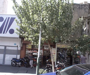 کفش مهدی