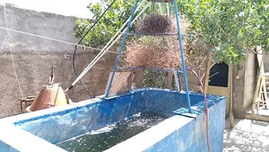 گلاب گیری نپکا