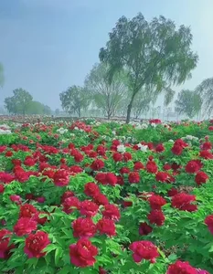 چاپ ادیب