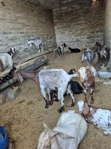 گوسفند زنده خلج