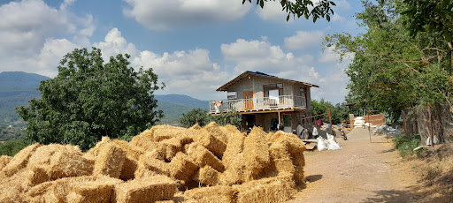 دامداری عمو متین