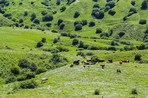 نهالستان منابع طبیعی بام