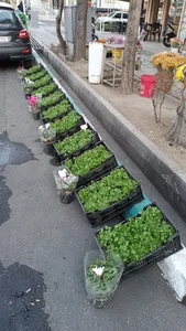 گل فروشی آقای گل 5