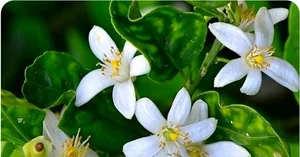 عرق بهارنارنج خانگی 2