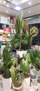 باغ گل بوشهر 3