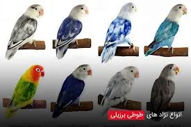 بهترین نژادهای طوطی برزیلی برای نگهداری در منزل - فروشگاه چیکن دیوایس