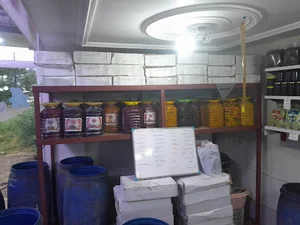 زيتون سرای ماکلاش