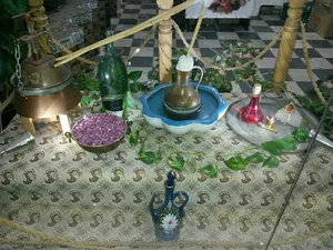 گیاه خانه ناردین