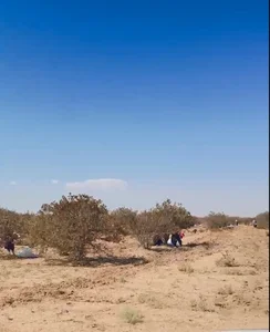 Alamdari Pistachio Garden